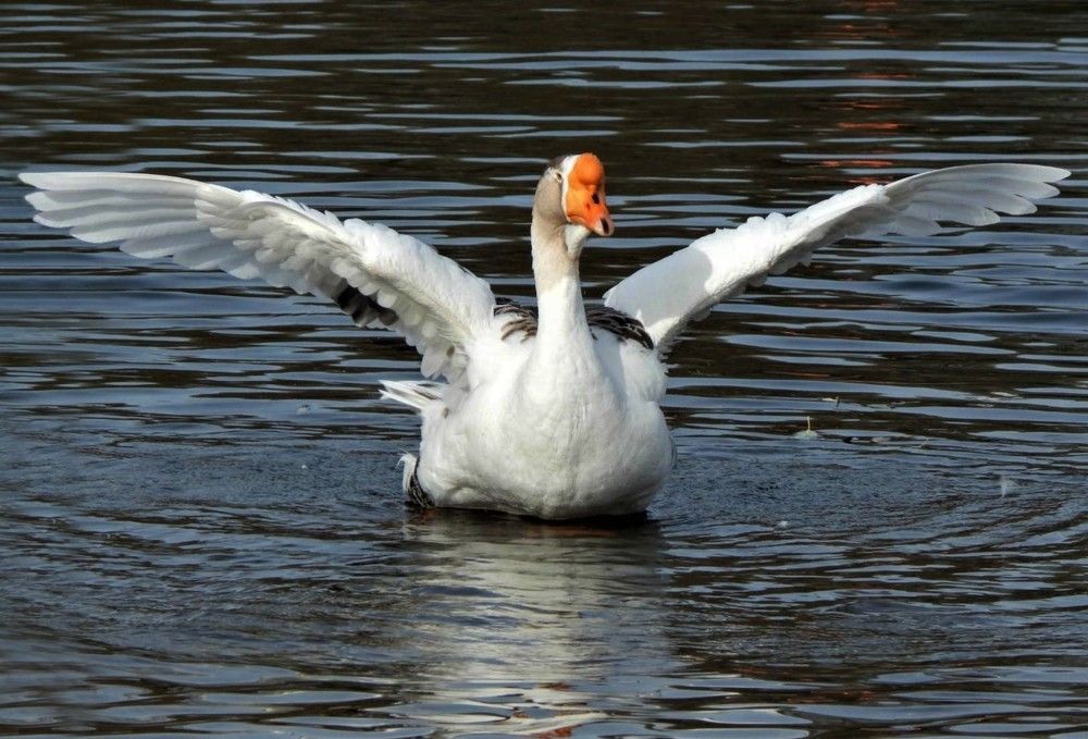 Photograph by Ирина Самойленко