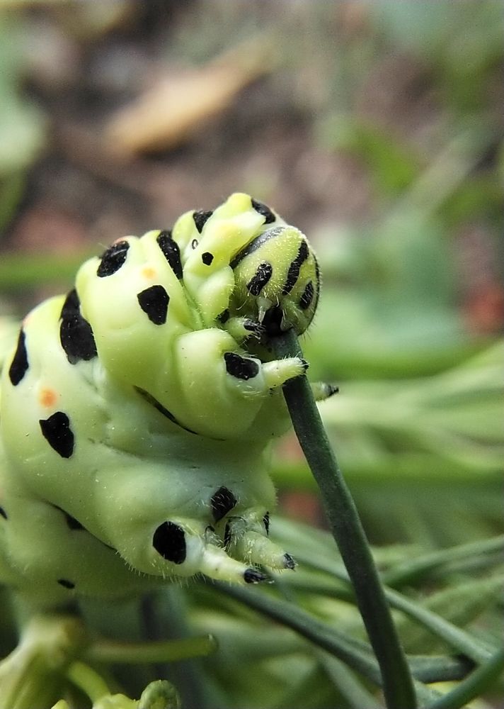 Photograph by Александра Лукашевич