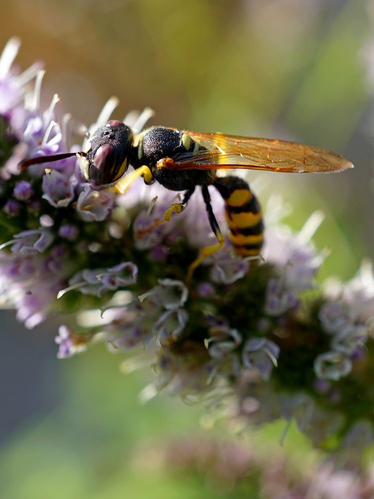 Photograph by Desislava