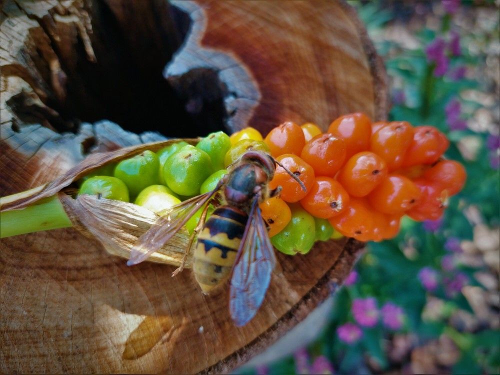 Photograph by Miroslav Pavlík