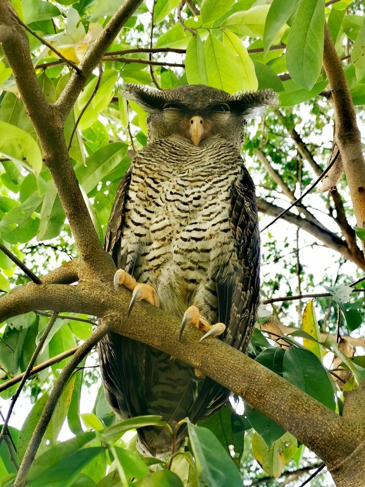 Barred eagle owl