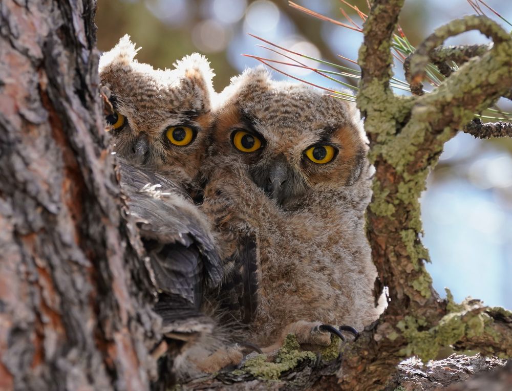 Adorable Owlets
