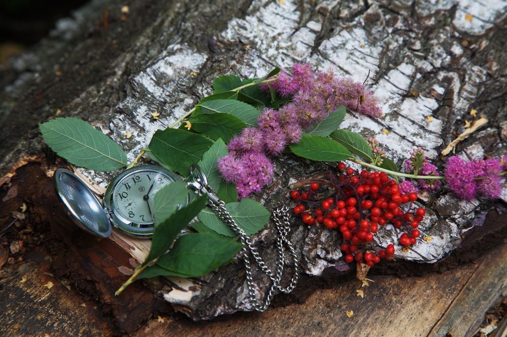 Берёза...из Серии Жизнь...!