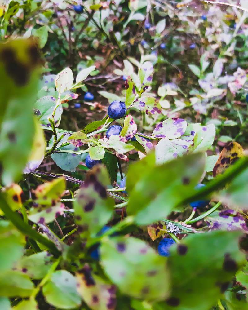 Photograph by Iljana Luksa