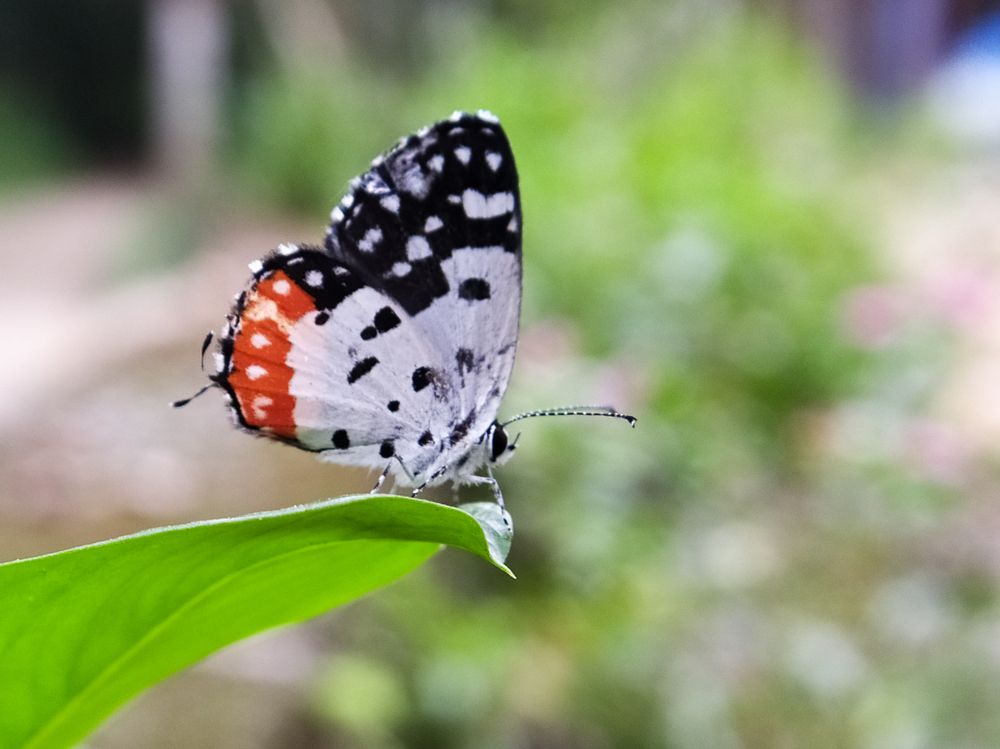 Photograph by HariKrishnan ms