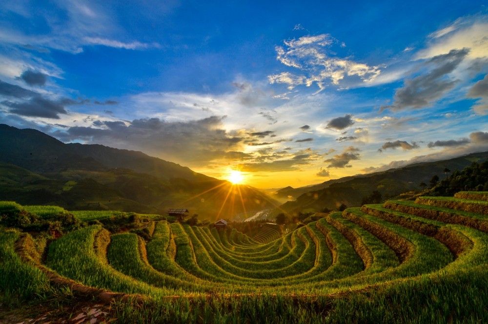 Sunset on rice field