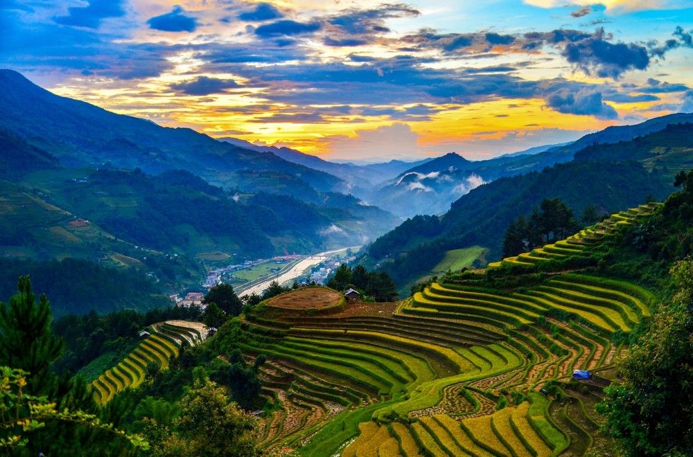 Sunset on rice field