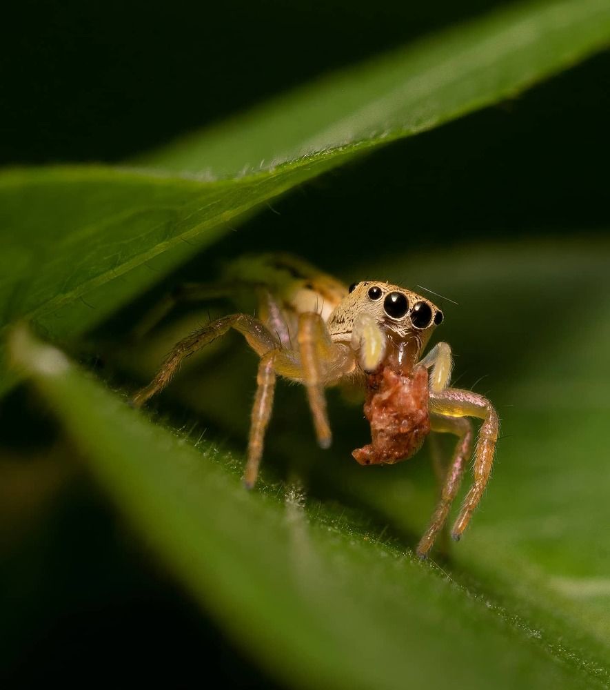 Photograph by Reza Putra Muhammad