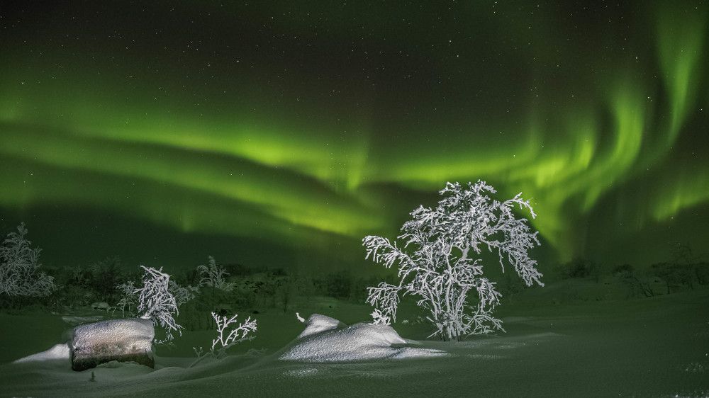 Ветка к ветке