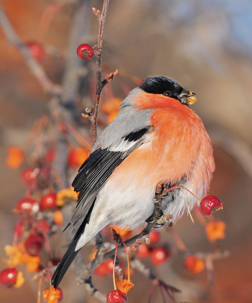 Снегирь на яблоне