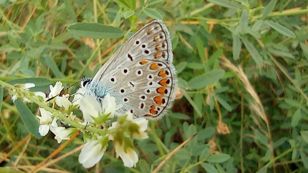 Photograph by Челышева Ирина