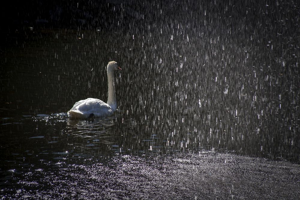 Грация и стихия.