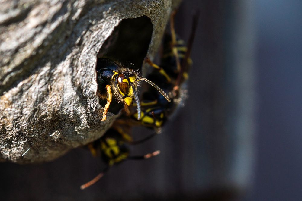 Photograph by Екатерина Просвирнина