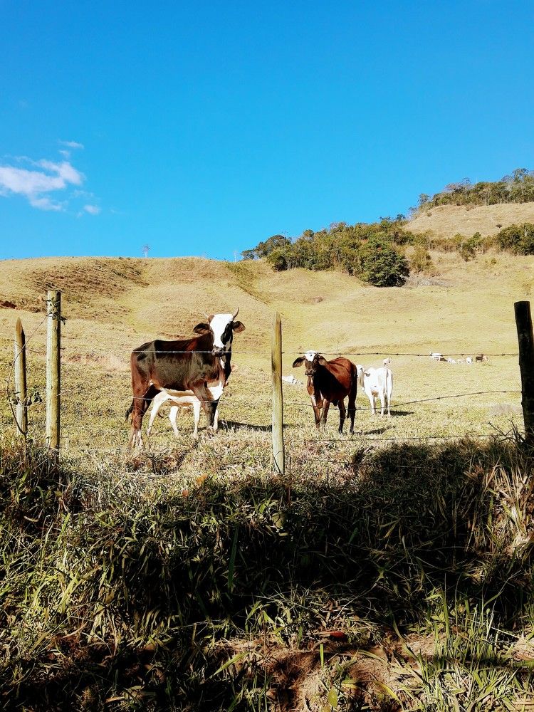 Mountains of Orvalho (Montanhas de Orvalho)
