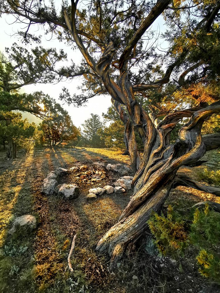 Солнечные вены крыма