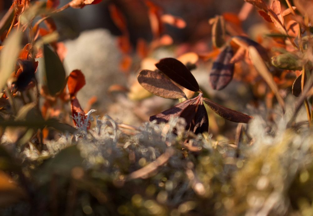 Photograph by Полина Белокопытова