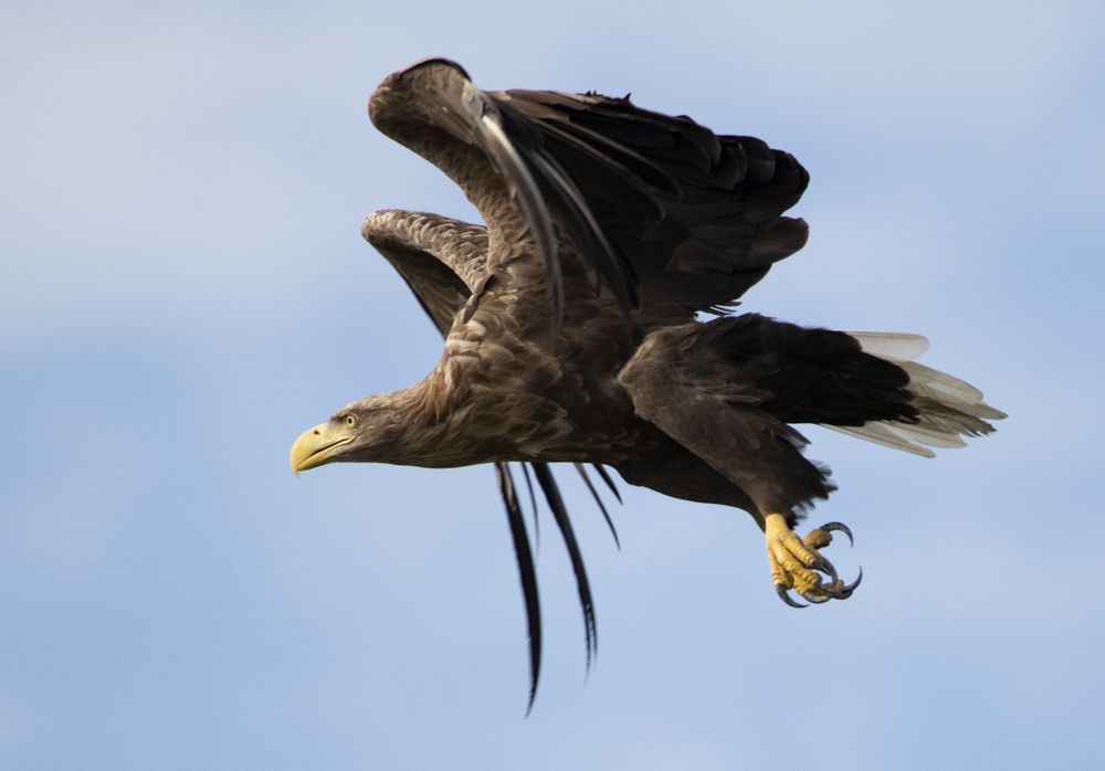 Властелин неба