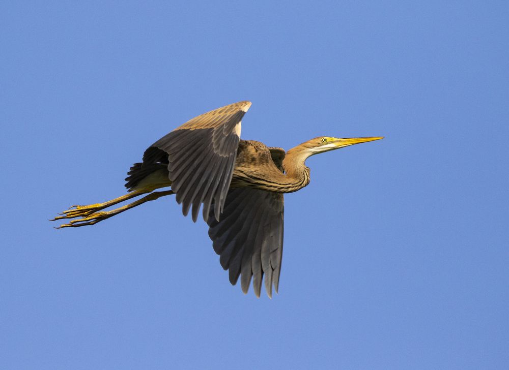 Purple Heron