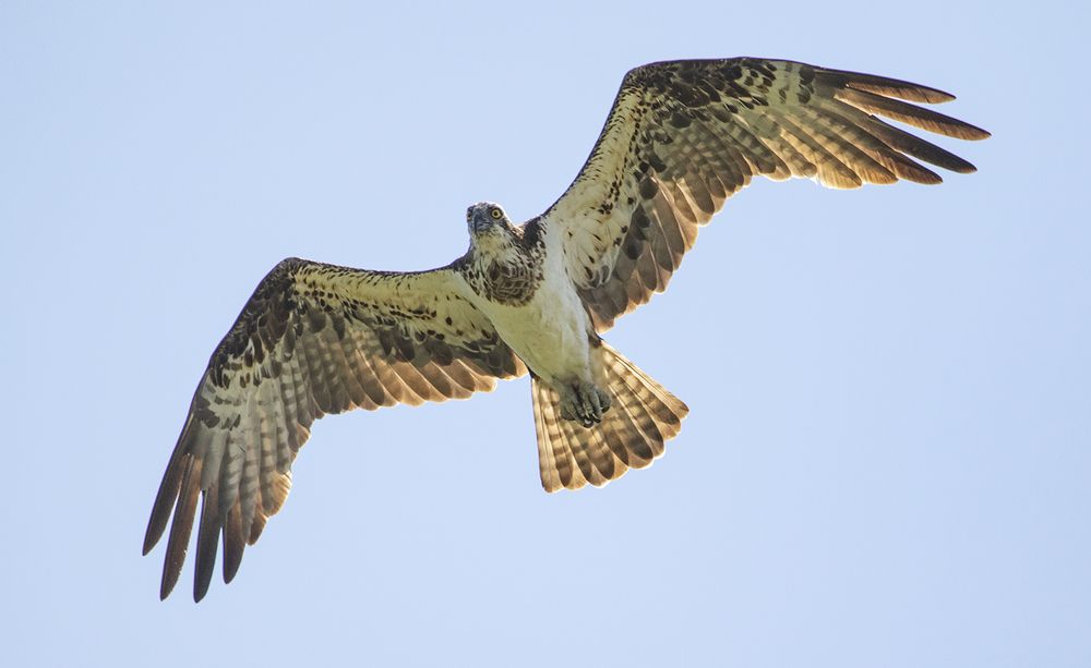 Photograph by Светлана Барабанщикова