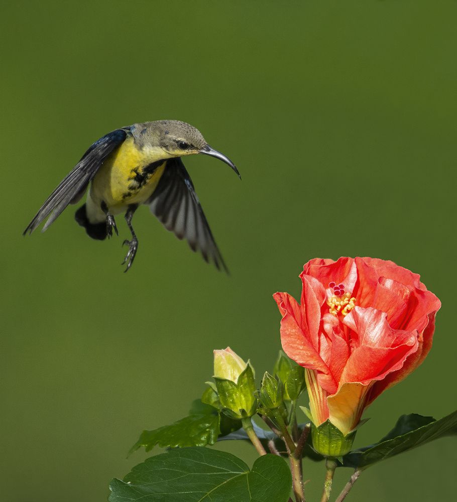 Photograph by Sumanta Hazra