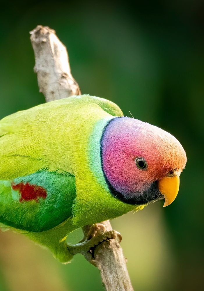 Photograph by Arindam Saha