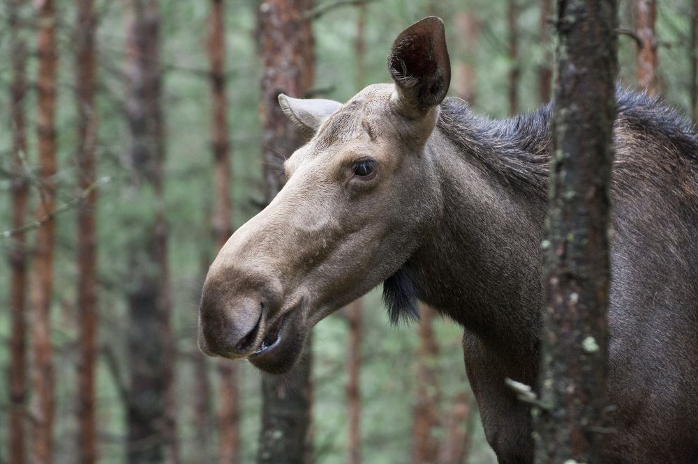 Photograph by Александра Савельева