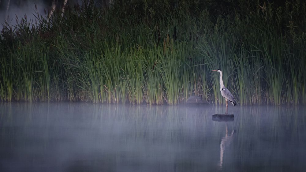 Фотография автора Александр Рудный