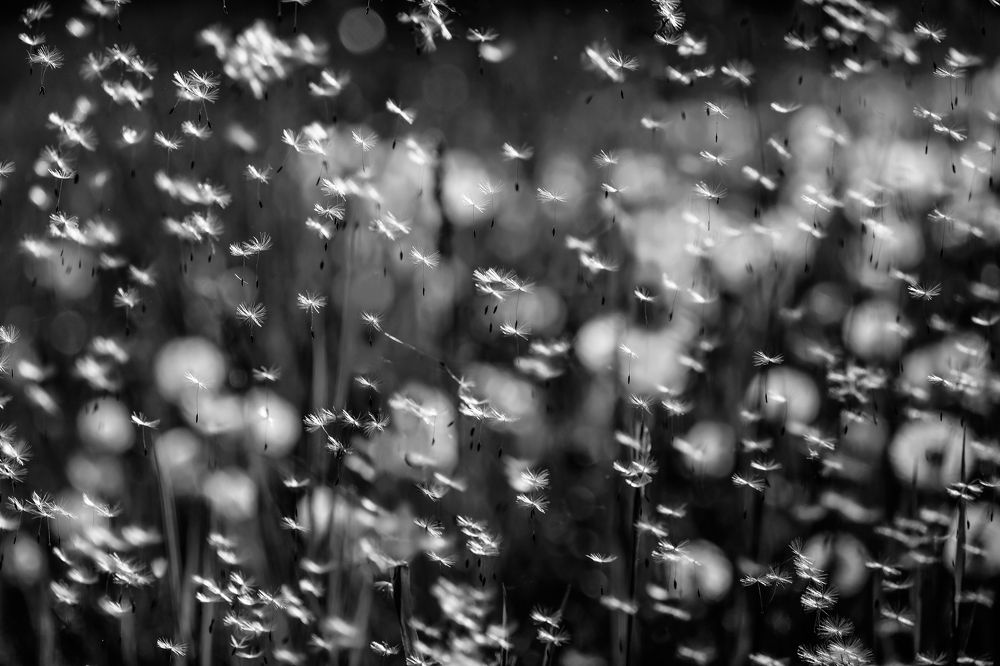 Photograph by ramune