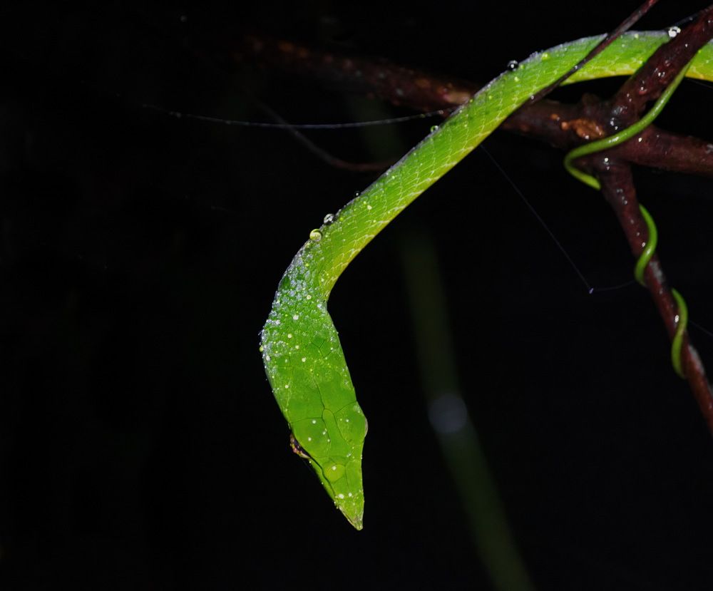 Photograph by Aniket Karane