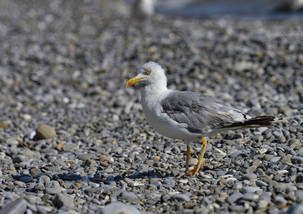 Photograph by Юрий Бичеров