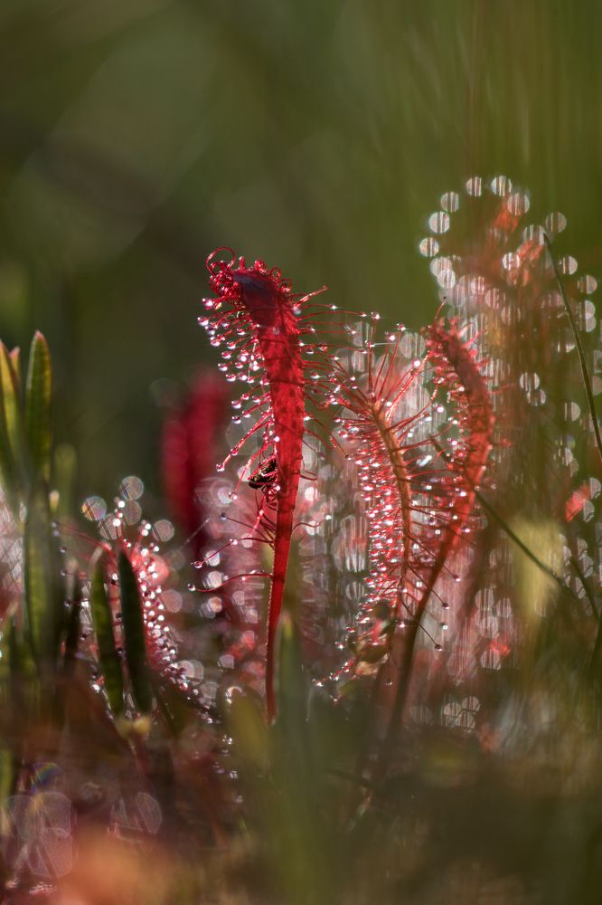 Photograph by Светлана Давыдова