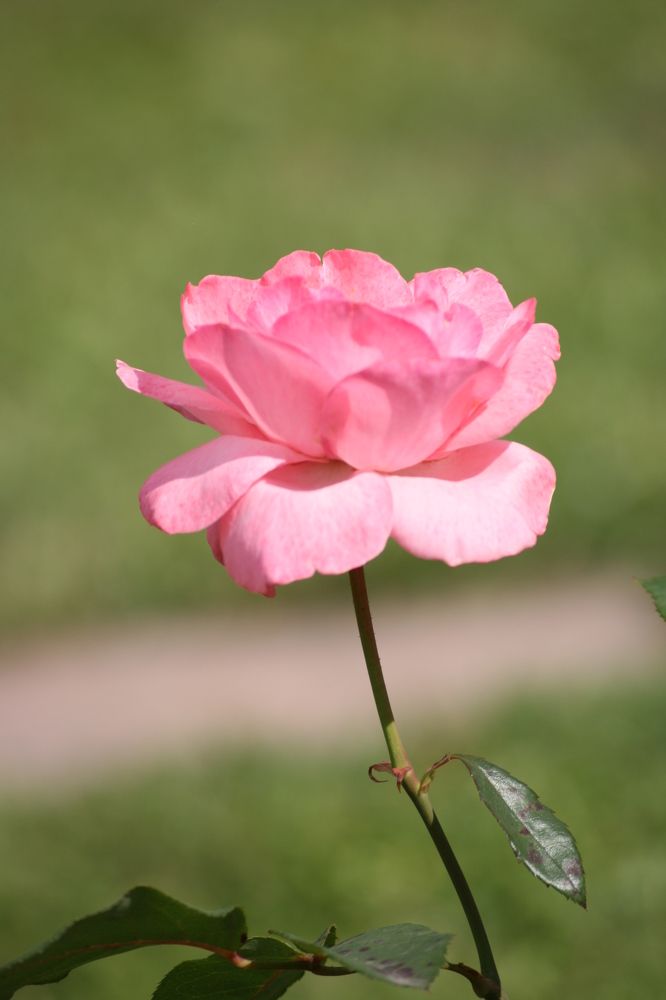 Photograph by Ирина Вассерлауф