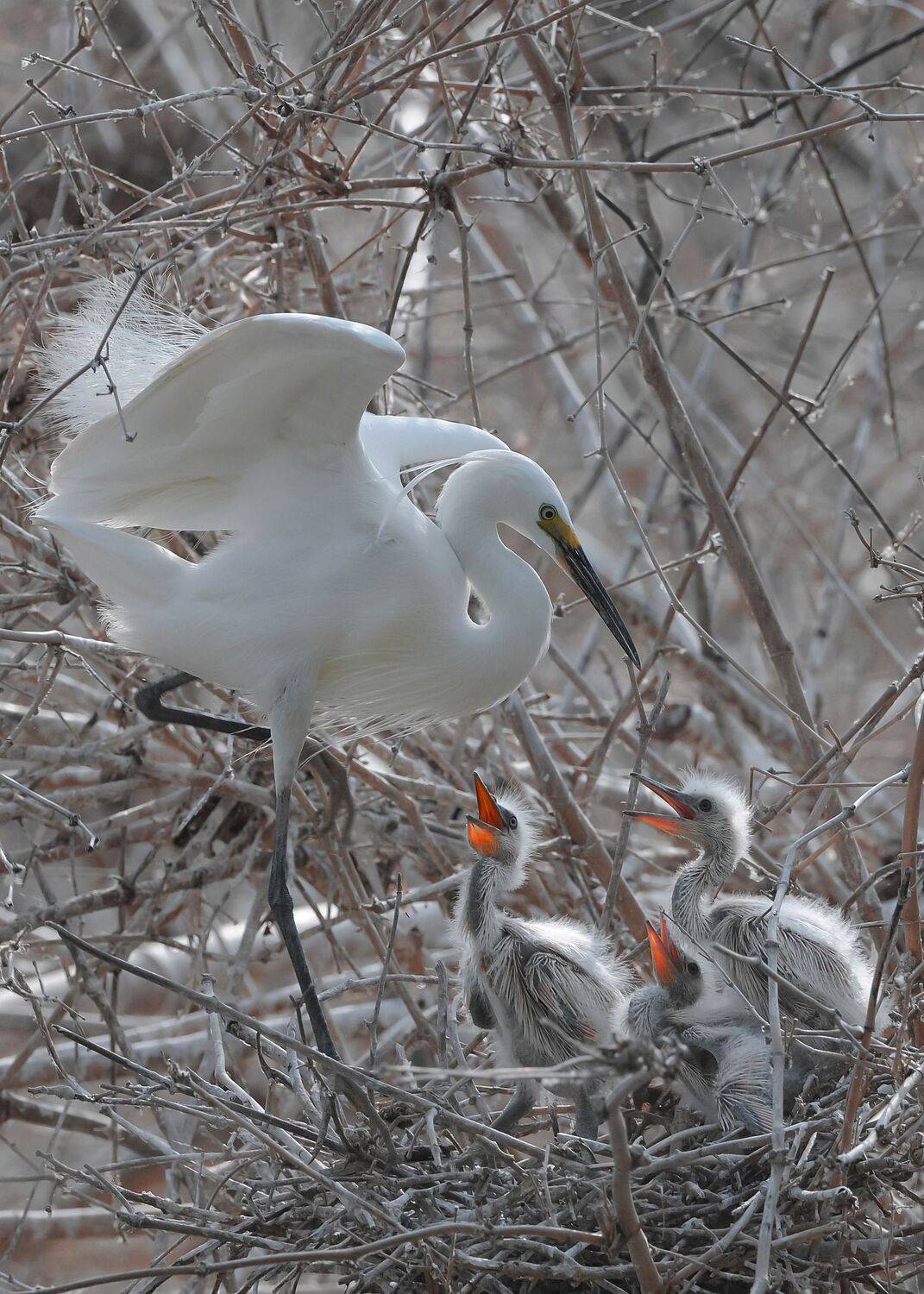 Wait for Mom