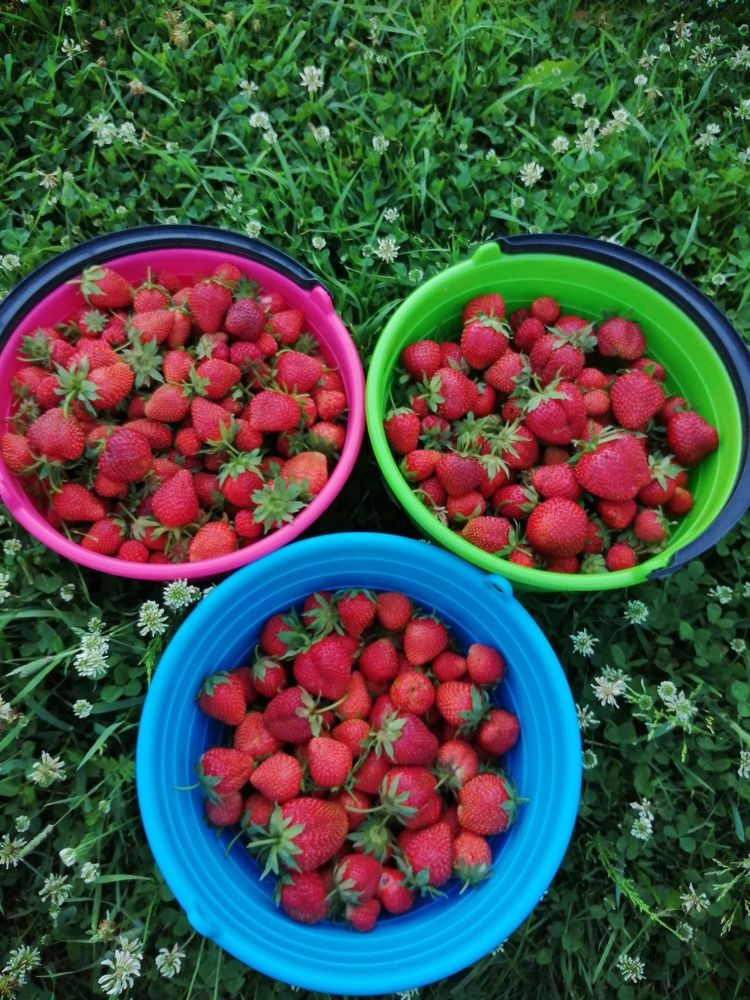 Урожай Клубники 2021