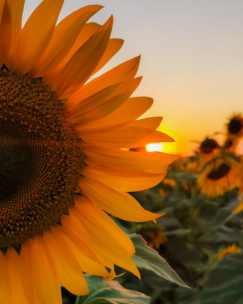 Фотография автора Дмитрий Деревянко