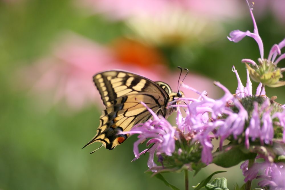 Photograph by Ирина Вассерлауф