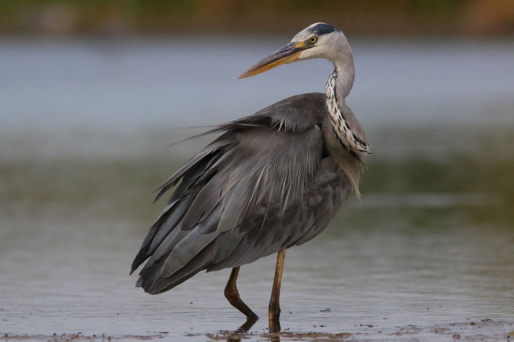 Photograph by Владимир Шебаршенко