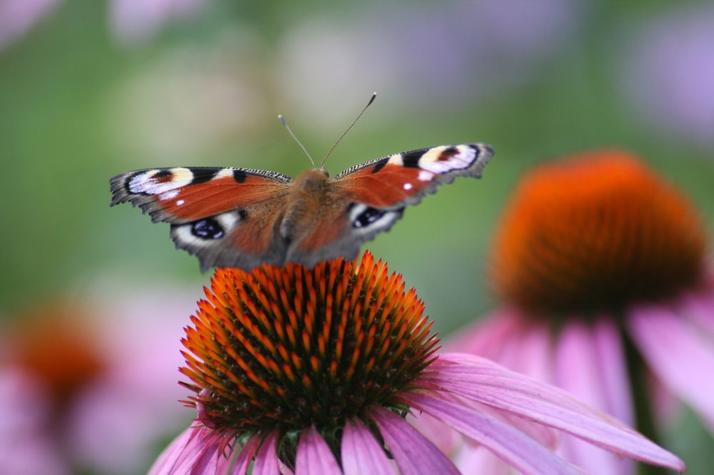 Photograph by Ирина Вассерлауф