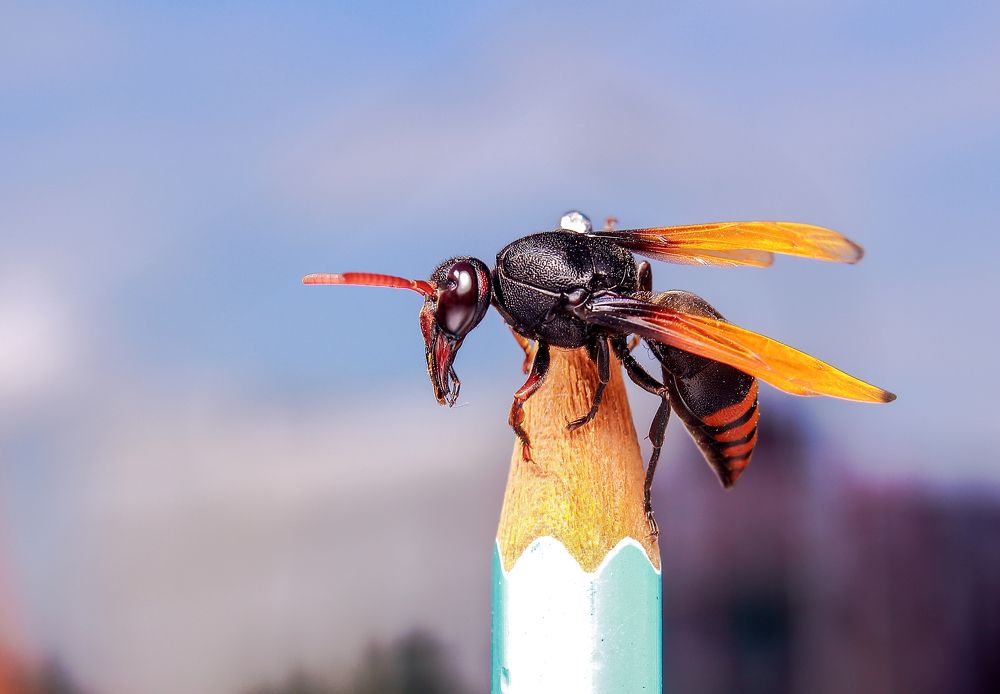 Photograph by Yusuf Buchari