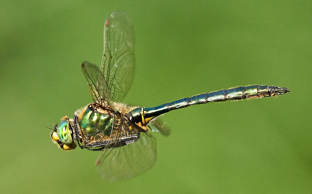 Стрекоза бабка бронзовая в полете