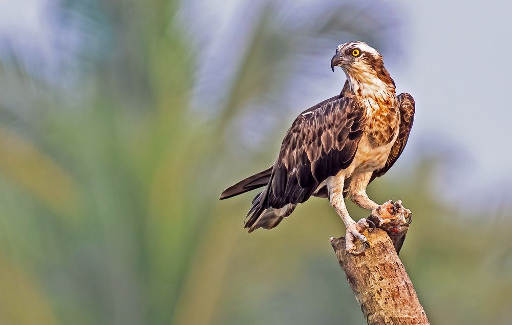 The Osprey king of the Ocean