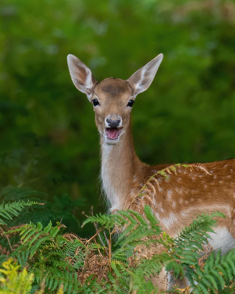 Фотография автора Anandhu M