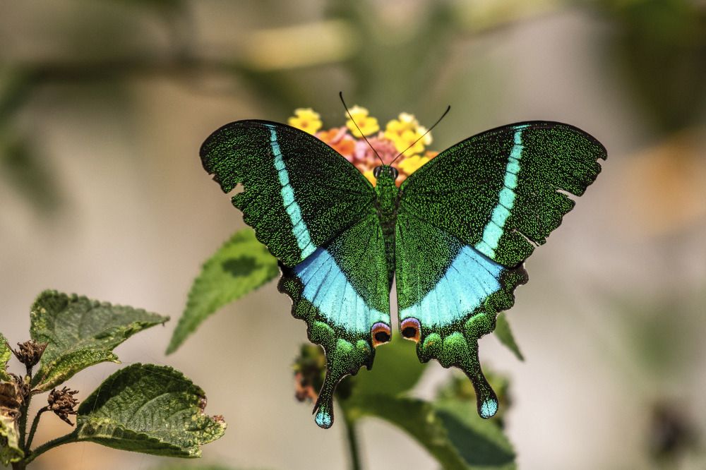 Фотография автора Subhasish Mondal