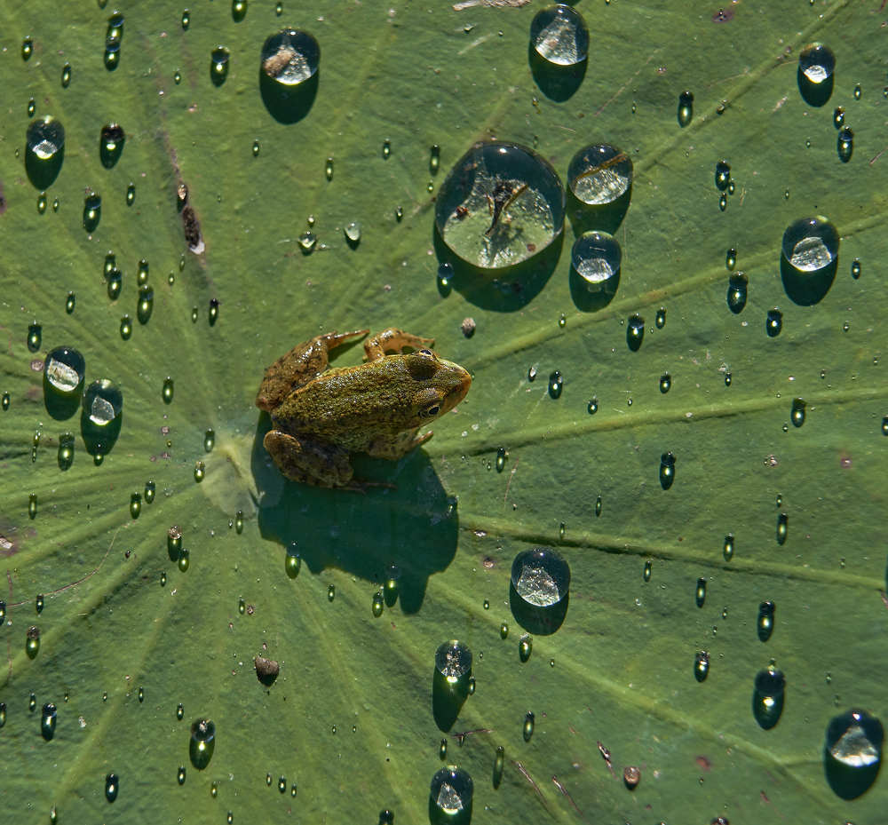 Photograph by Victor Krachkovsky