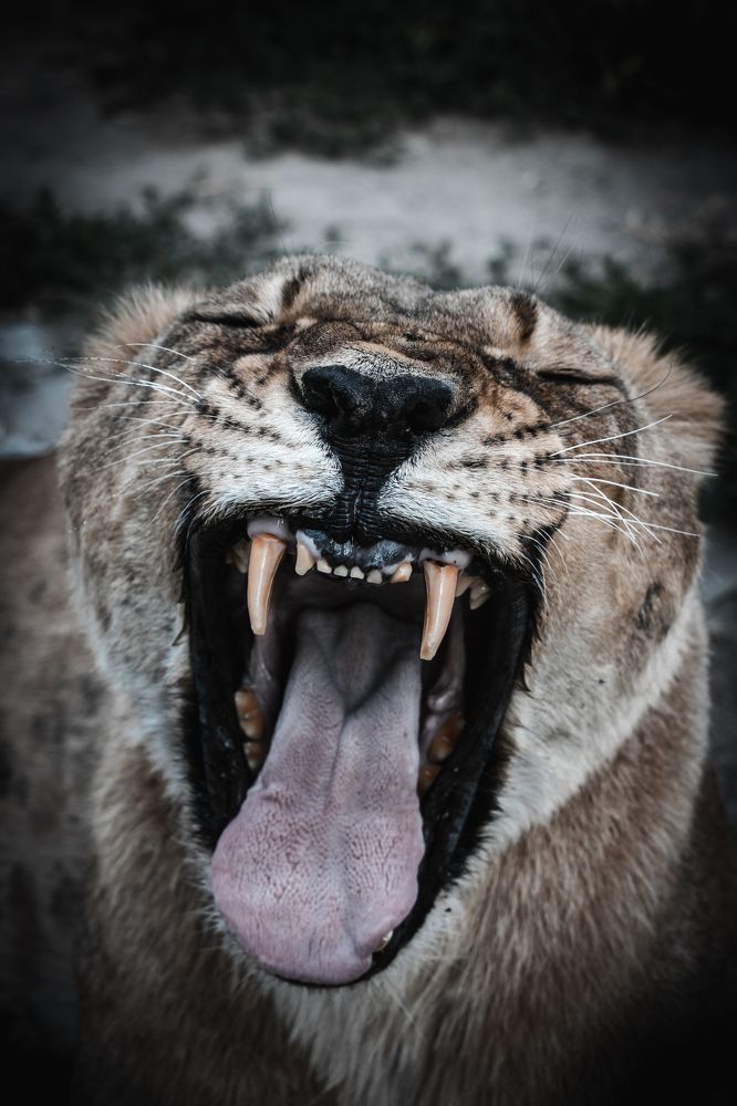 A lioness at her dentist