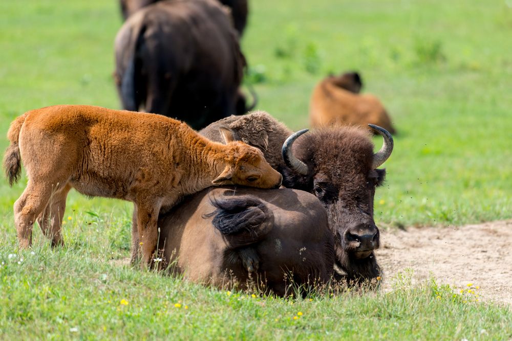 Female American buffalo/bison with her baby