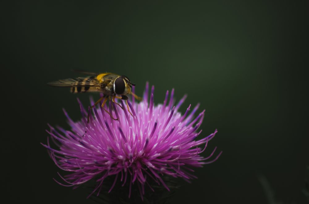 Photograph by Максим Колосов