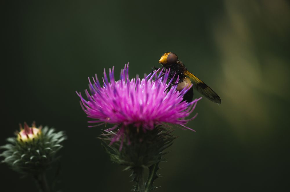 Photograph by Максим Колосов