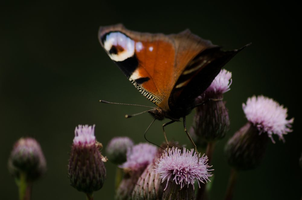 Photograph by Максим Колосов