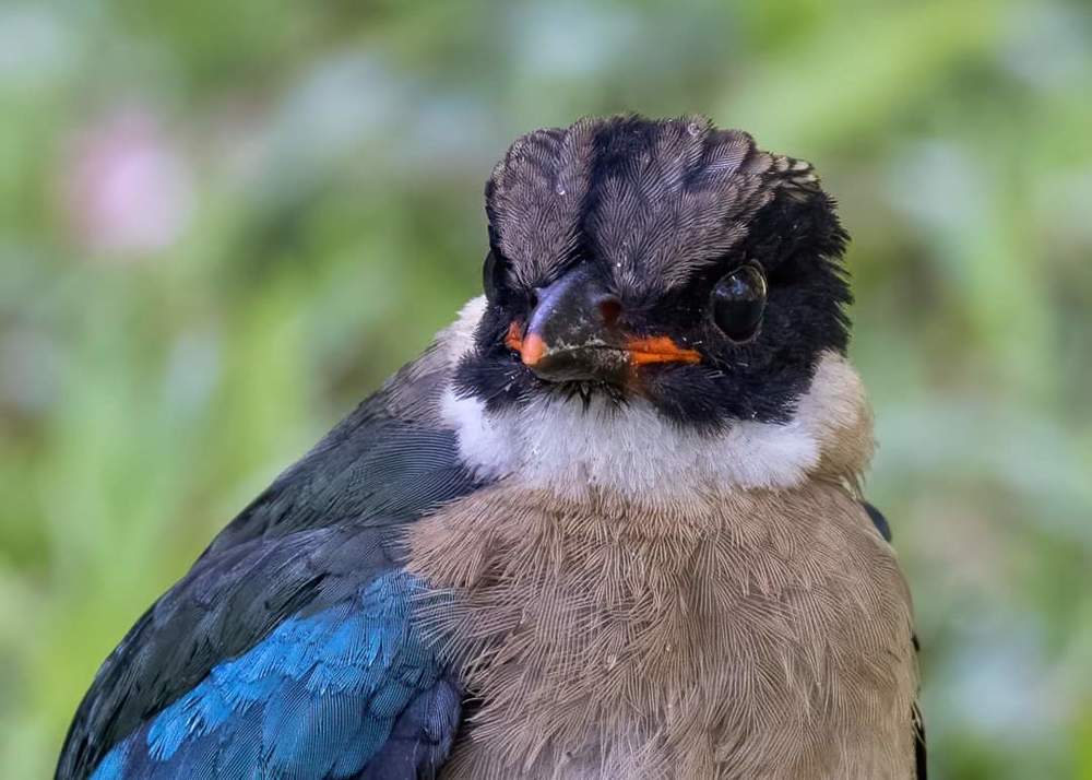 Photograph by Joo Aun Hneah